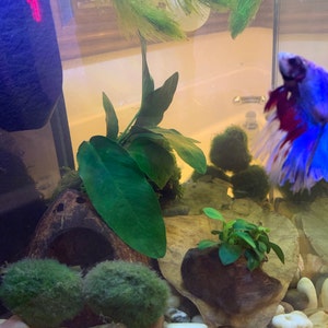 Elizabeth added a photo of their purchase