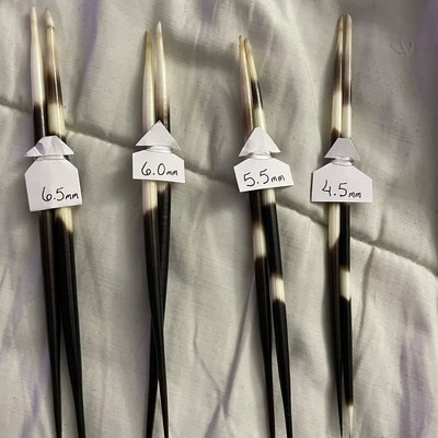 Conch Sea Shell Garden Quality 68 Conch Shell Imperfect Conch Sea Shell ...