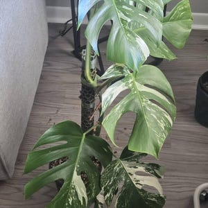 Vanshon added a photo of their purchase