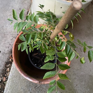 Renetta added a photo of their purchase