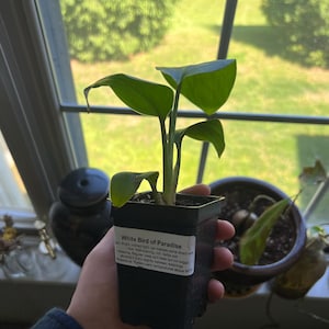 Ian added a photo of their purchase