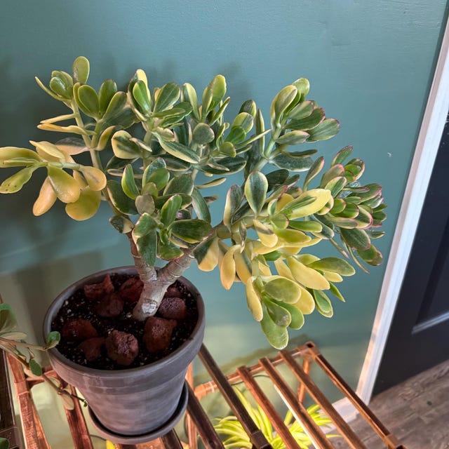 2, 4", 6, 8 Crassula Ovata Lemon & Lime Jade - Shipped Bare Roots - Etsy