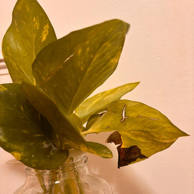 Golden Pothos Starter Plant (ALL STARTER PLANTS Require You to Purchase 2  Plants!) - Etsy