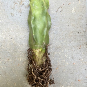 Pachycereus Schottii Monstrosus Totem Pole Cactus Plante Etsy France