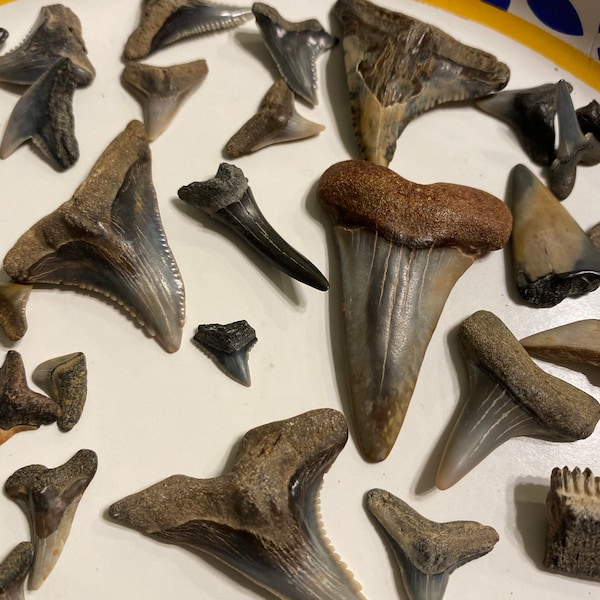 Huge Fossilized Ecphora Shell Fossil Shell Shell Fossil Fossilized ...