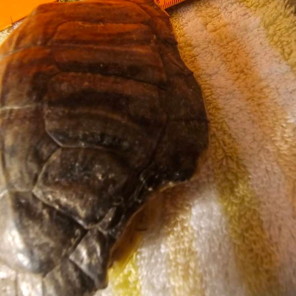 Red-eared Slider Turtle Shells - Etsy