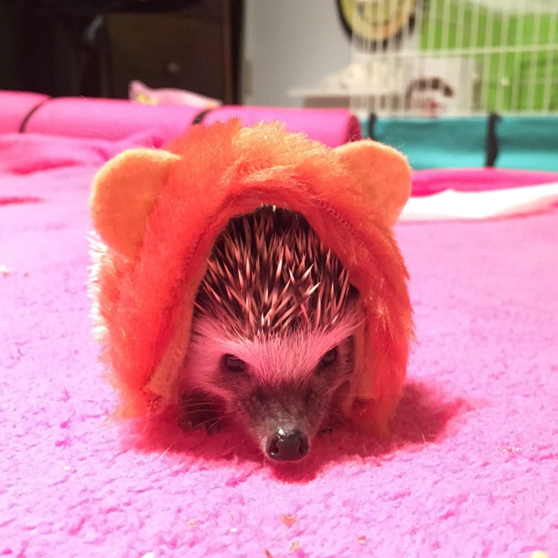 Customer photo of a pet with the Lion dark main halloween costume for small pet
