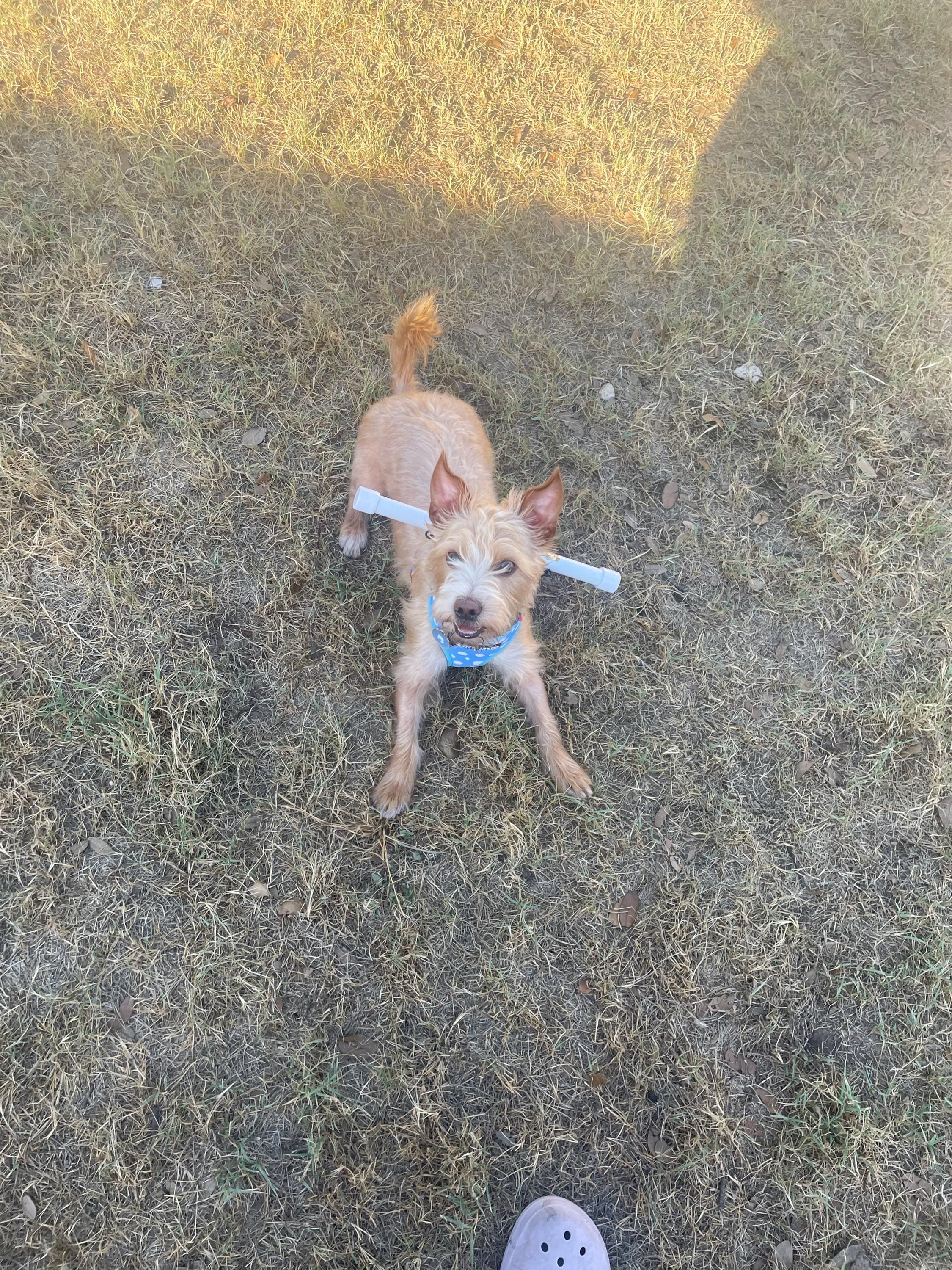 Picket Protector (Harness Not Included)