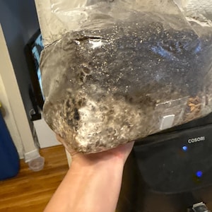 The Magical 5lb All-In-One Mushroom Grow Bag