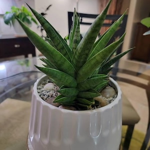Jenesta added a photo of their purchase