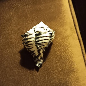 Susan added a photo of their purchase