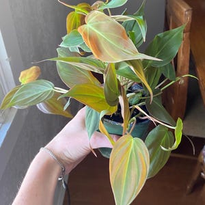 Marianna added a photo of their purchase