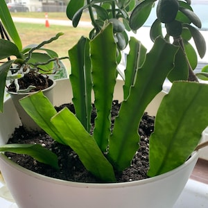 Caroline a ajouté une photo de son achat