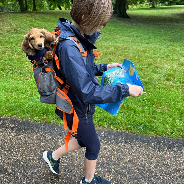 Zaino Trasporto Cane Grande - Doppio Scomparto, Traspirante, Sicuro Per Passeggiate, Viaggi E Bici