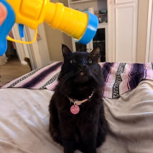 Paz ha añadido una foto de su compra