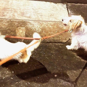 CaTTy added a photo of their purchase