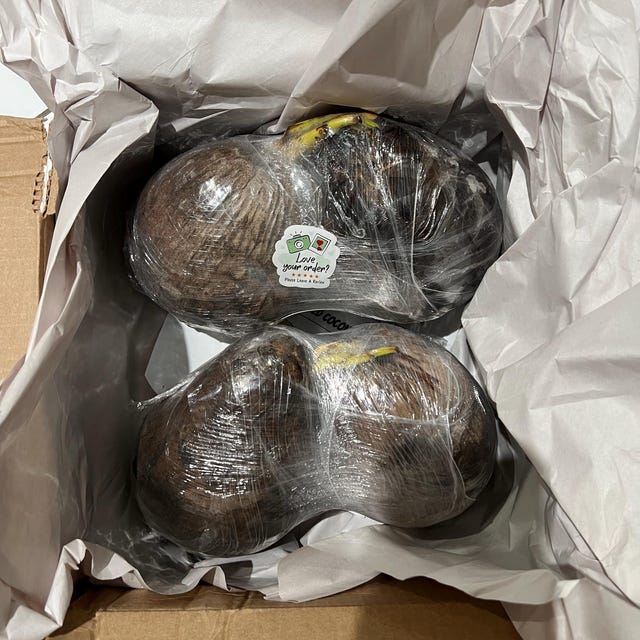 Sprouted Coconut Fruit: BOGO (Buy One Get One Free!) - Etsy 日本