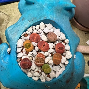 Lindsay added a photo of their purchase
