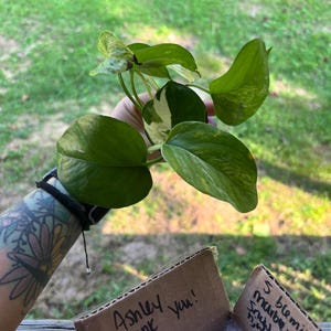 Ashley ha añadido una foto de su compra