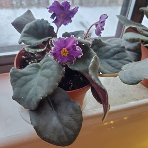 Tia added a photo of their purchase