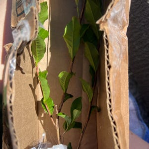 Rebecca added a photo of their purchase