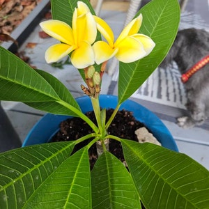 Plumeria Cutting from Hawaii / Variegated Pink and Yellow, White or Red Colors Available / Grow your own plumeria tree / Live plumeria plant