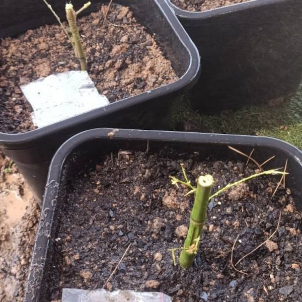 COLD HARDY GOMERA 1 MANGO TREE visual data 8