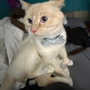 Soba a ajouté une photo de son achat