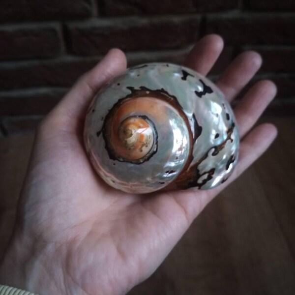 TINY BUTTON Top SNAIL Shells, Miniature Snail Shells, Black Pearl ...