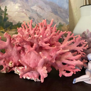 Shell Bits & Pieces Shards Beach Sand Tiny Little Shells for - Etsy