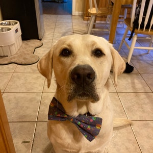 4th of july dog bow tie