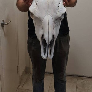 Bison Jaw Bone American Buffalo Painted White - Etsy