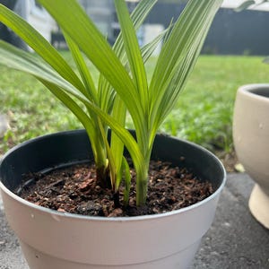 Rare Ground Orchid Bletilla Fushia Plum Striata Miniature Hybrid, grows up to 6 inches ships no pot