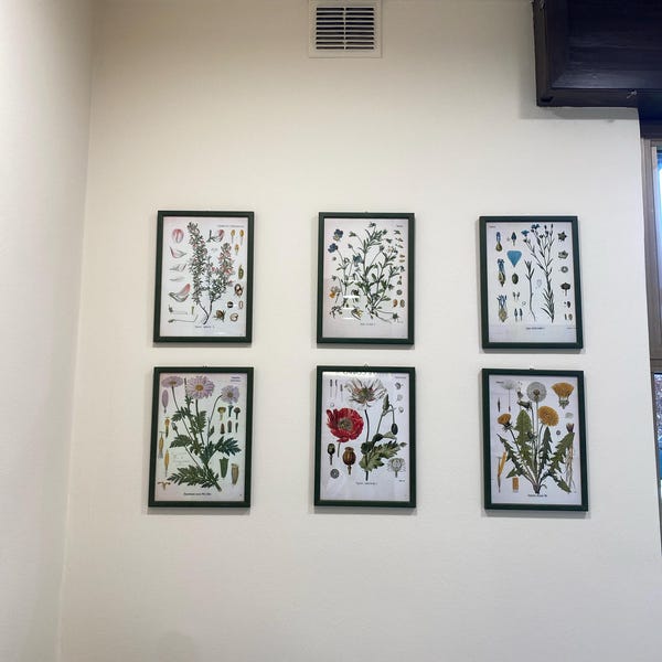 Botanical Print Botanical Poster Set of 6 Flowers, Botanical Prints ...