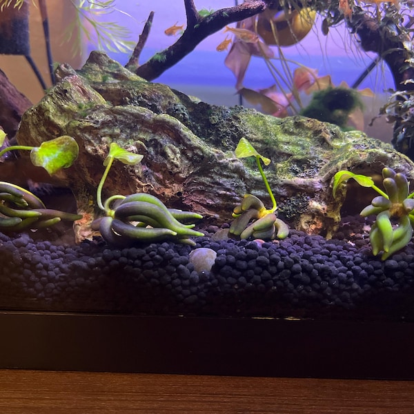 BUY 2 GET 1 FREE - Bucephalandra (Buce) Live Aquarium Plant Rhizomes - Freshwater, Tropical 6 thumbnail image