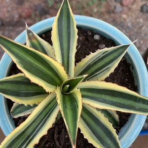 Agave Quadricolor, Aloe,echeveria,kalanchoe,sedum,succulent,plant ...