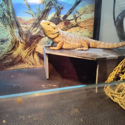 Pure White Sand | 1 Kg U2013 Veda Aquarium