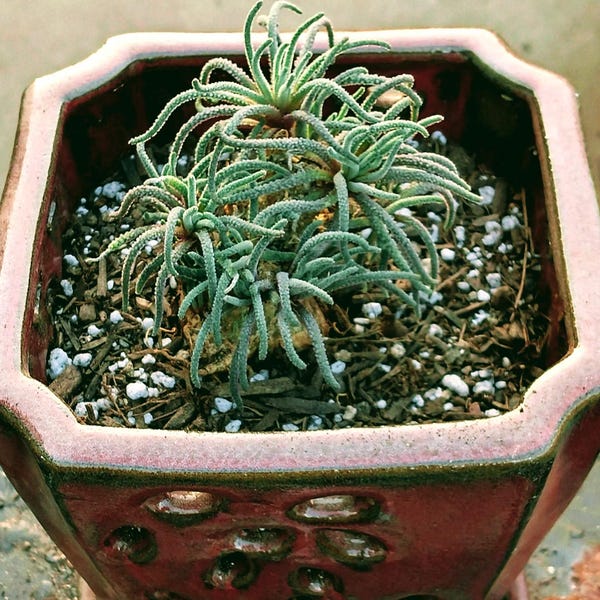 Rare Caudex - Phyllobolus Resurgens, Old Stem, Live Plant (no Leaves ...