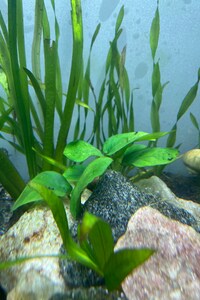 BUY 2 GET 1 FREE Anubias Barteri 'Coffeefolia'-Easy Live Aquarium Pond Aquatic Plant
