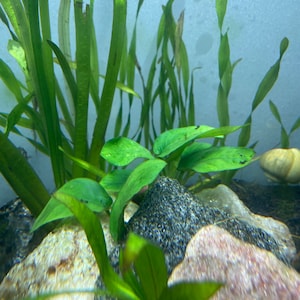 BUY 2 GET 1 FREE Anubias Barteri 'Coffeefolia'-Easy Live Aquarium Pond Aquatic Plant