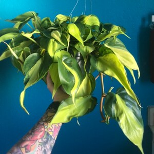 kimoconnor0915 added a photo of their purchase