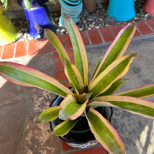 Bromeliad Aechmea Mexicana 'albo Marginata' - Etsy
