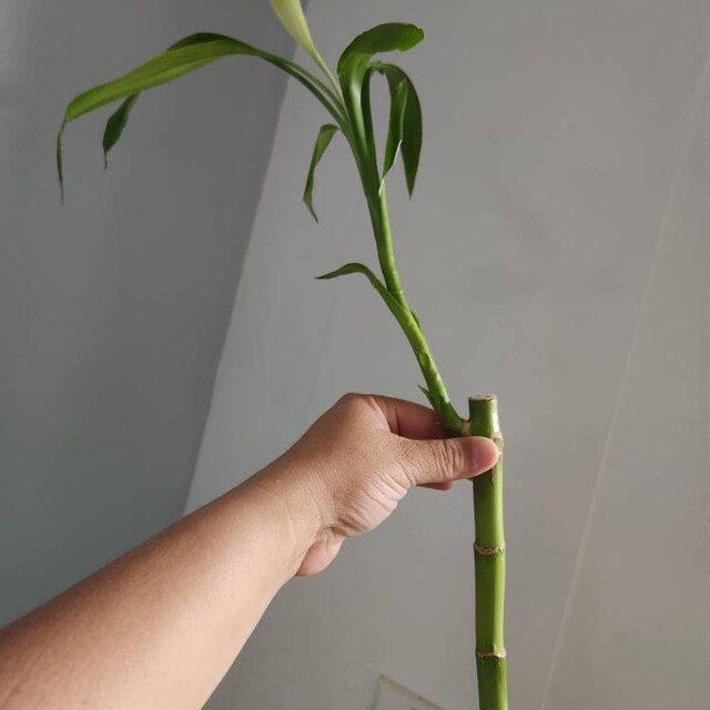 golden pothos. Golden Pothos – Leo And Leaf main image 0
