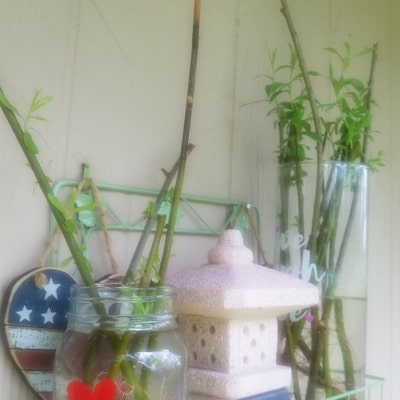 Fresh Boxwood, Cut to Order, Sold by the Pound, Fresh Wreath Greenery ...