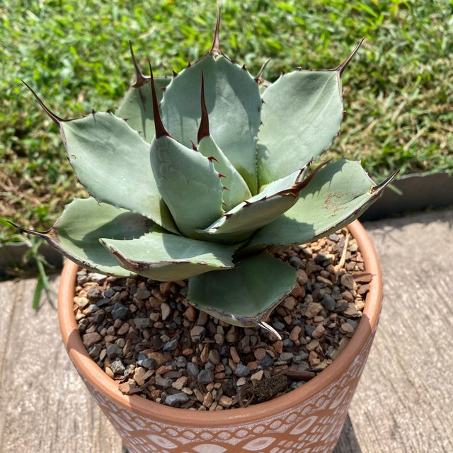 Agave parryi Border Guard | Border Guard Century Plant