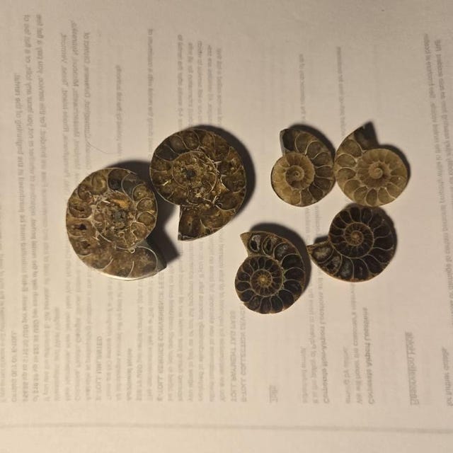 Ammonite Fossil Specimens: Polished Fossil Slices, Fibonacci