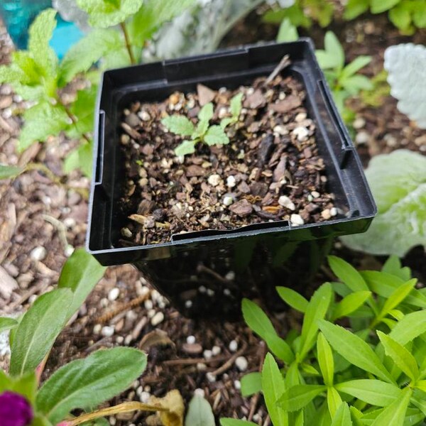 English Bluebell Seeds 2000+ California Desert Bluebell Seeds