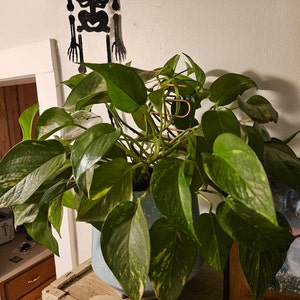 Kelsey added a photo of their purchase
