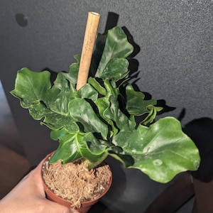 Kimberly added a photo of their purchase