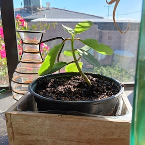 Michelle lade till en bild av sitt köp